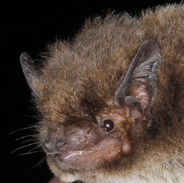 Early Bats